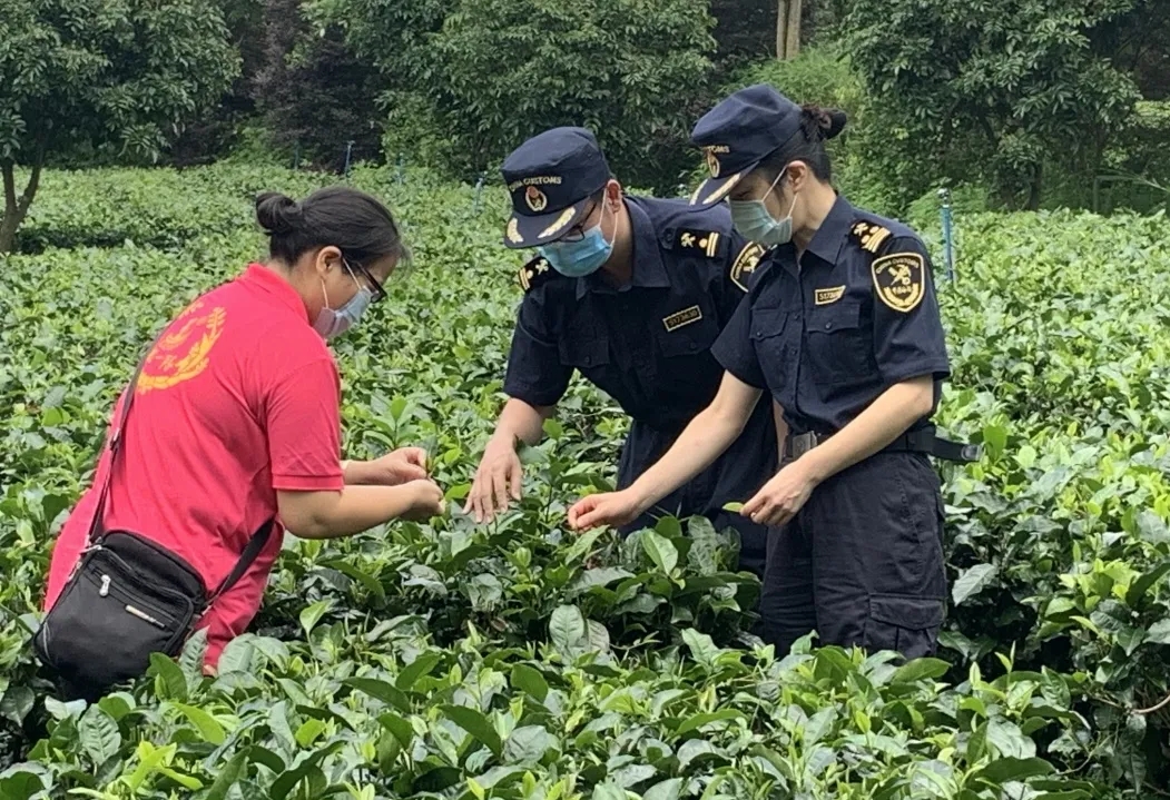 茶葉出口需要辦理什么手續？